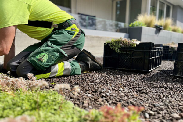 ms-gartenservice-biel-benken-mitarbeiter-bei-neupflanzung