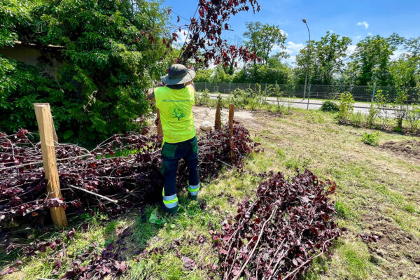 ms-gartenservice-biel-benken-buchenzaun